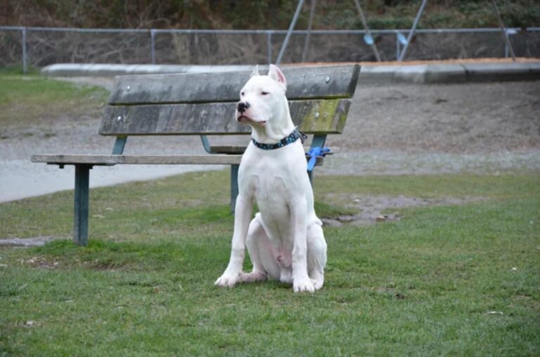 Córdoba: una niña de 8 años fue agredida por un dogo y tiene lesiones graves