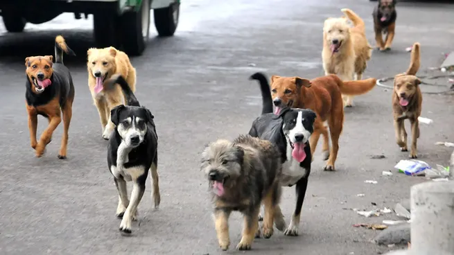 21 de julio: Día mundial del perro