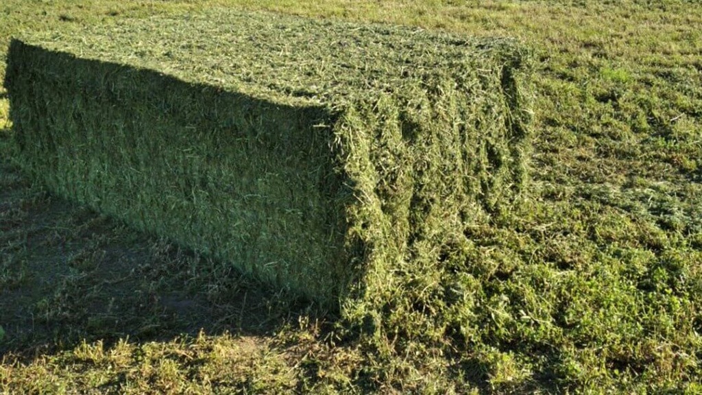 Alfalfa exportacion fardos