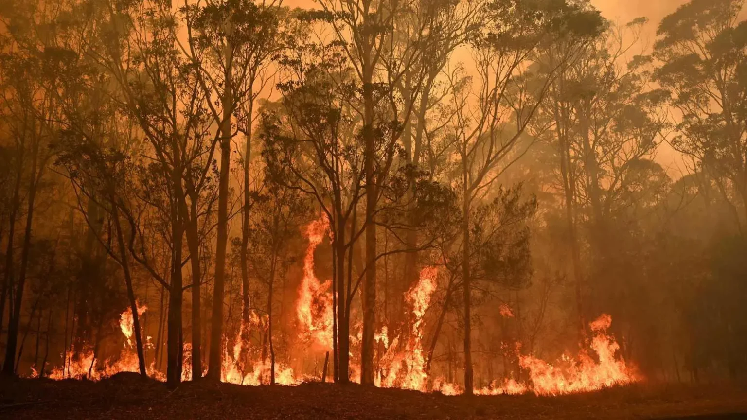Alrededor de 480 millones de animales han muerto en los incendios en Australia
