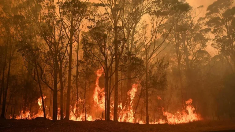 Organizaron colectas para asistir a los animales afectados por los incendios