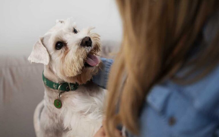La importancia de la educación canina