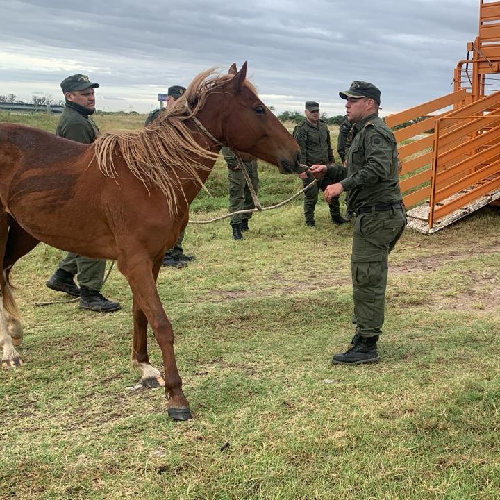 Secuestran y resguardan a varios caballos que se encontraban sueltos sobre Ruta 19