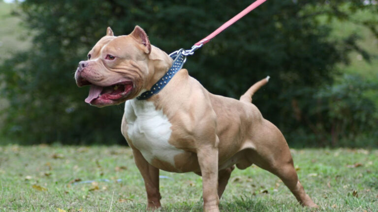 Pitbull atacó a un caniche e intervino la Policía