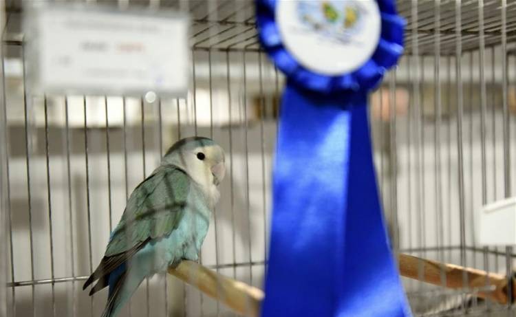 Campeonato Mundial de Ornitología 2025 del Hemisferio Sur en San Francisco: el cronograma