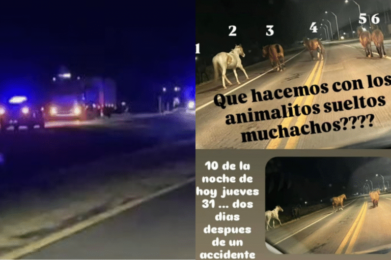 Otro accidente por caballos sueltos en Autovía 19