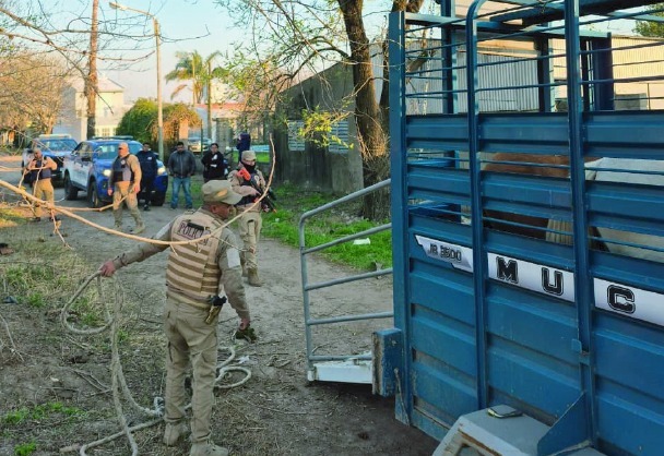 Secuestraron 11 equinos en barrio 9 de Septiembre