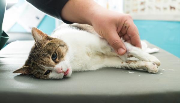 Advierten por un virus mortal que afecta a gatos y recomiendan reforzar la vacunación