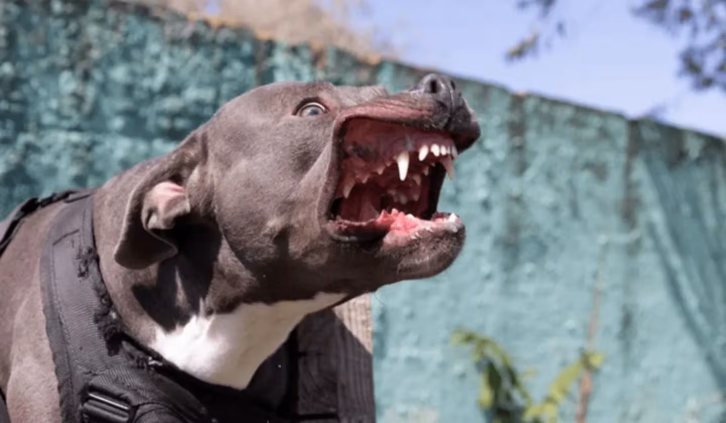 Perro pitbull ataco a una mujer imagen ilustrativa VLDI3RQIHZBOBPHFR2OQNJLP74.webp