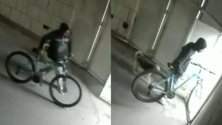 Ladrón acompañado por un perrito sustrajo bicicleta de un depósito