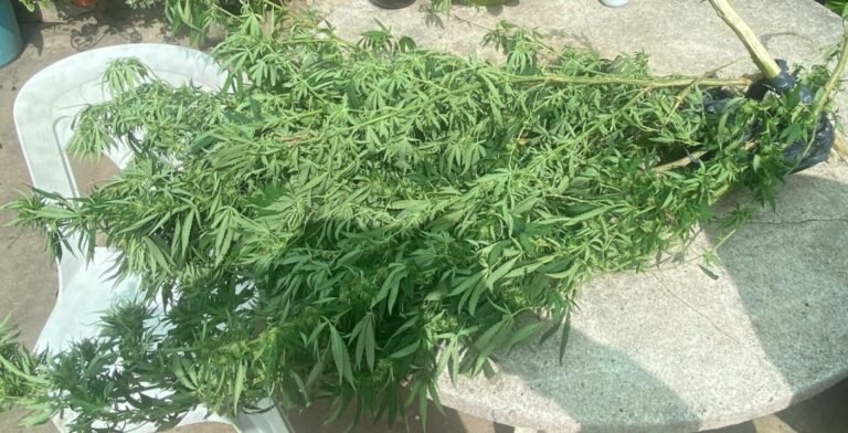 Secuestran planta de cannabis en barrio Roque Sáenz Peña