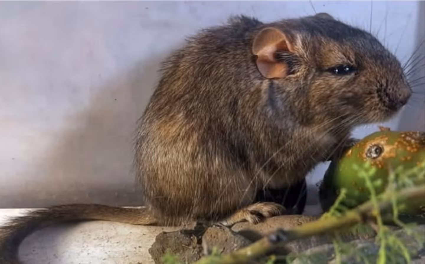 Destacaron que este tipo de hallazgos confirma que todavia existen especies por identificar en argentina BQHD324MHFHGZK5WVVD2DEP2KM