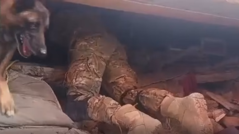 Un perro de rescate argentino fue clave para encontrar con vida a dos nenes bajo los escombros en Venezuela
