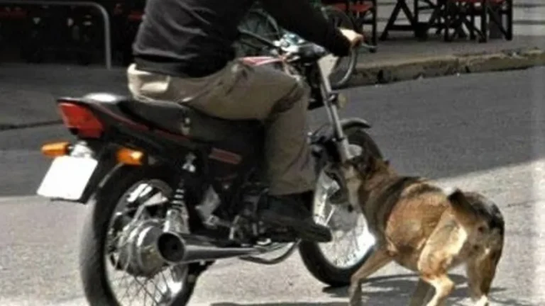 Un motociclista esquivó una jauría, se cayó y la Policía inició actuaciones contravencionales