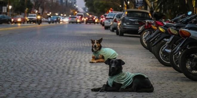 Perros