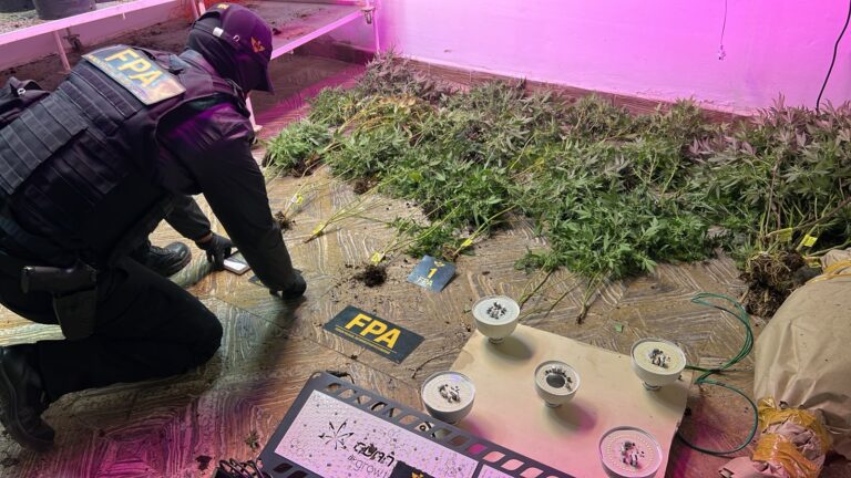 Alicia: Usaban una ONG para la producción y venta de productos cannábicos