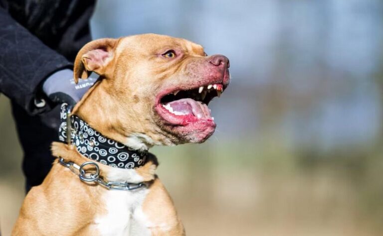 Un niño de 3 años murió tras ser atacado por un pitbull en Córdoba