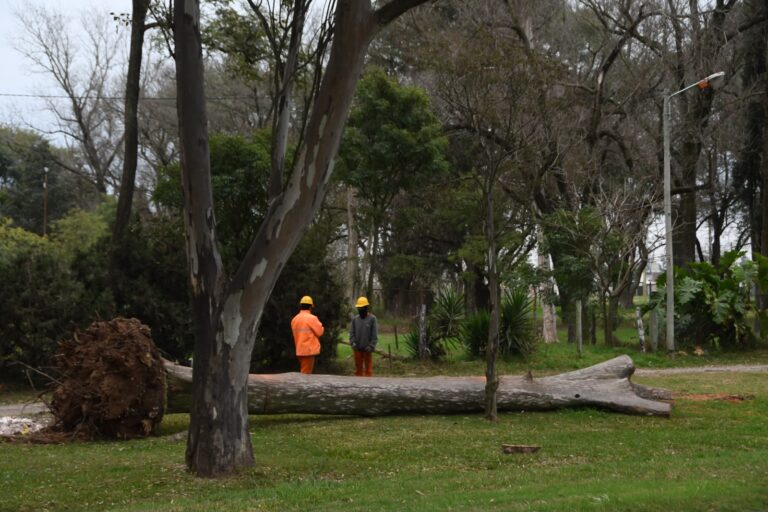 Retiran árboles secos y ramas con riesgo de caída en Av. Maipú