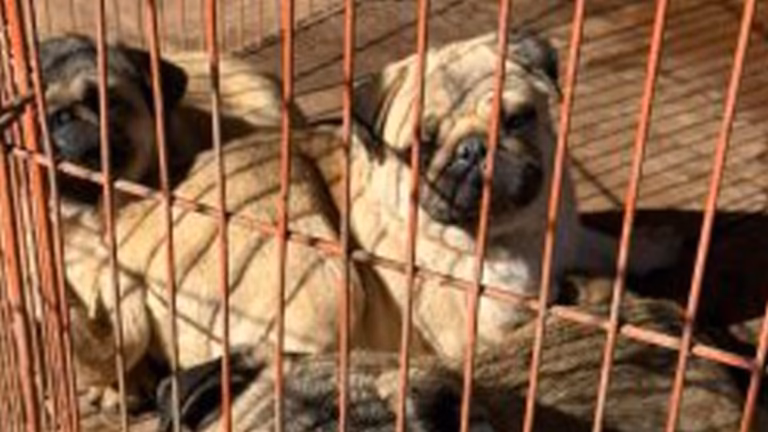 Rescatan a más de 140 perros que estaban enjaulados en criaderos de Córdoba: hay dos detenidos