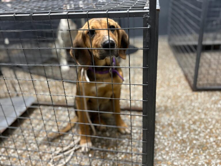 Jornada de castración en Frontera para el cuidado y bienestar animal