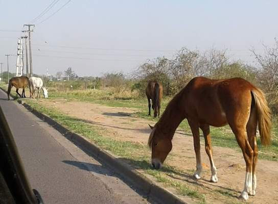 El municipio refuerza los controles sobre equinos sueltos
