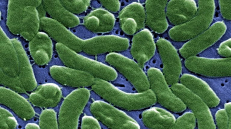 Alerta por la bacteria come carne en EE.UU.: ya son doce los muertos en Florida y Luisiana