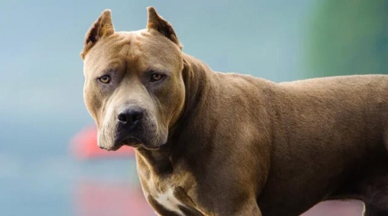 Un nene de 4 años murió tras ser atacado por un pitbull en Moreno