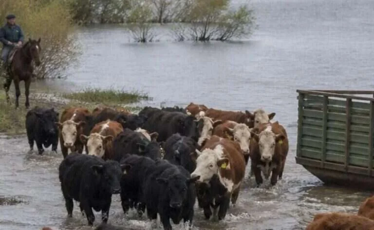 El Niño golpea al Litoral: productores reclaman asistencia y créditos ante las inundaciones