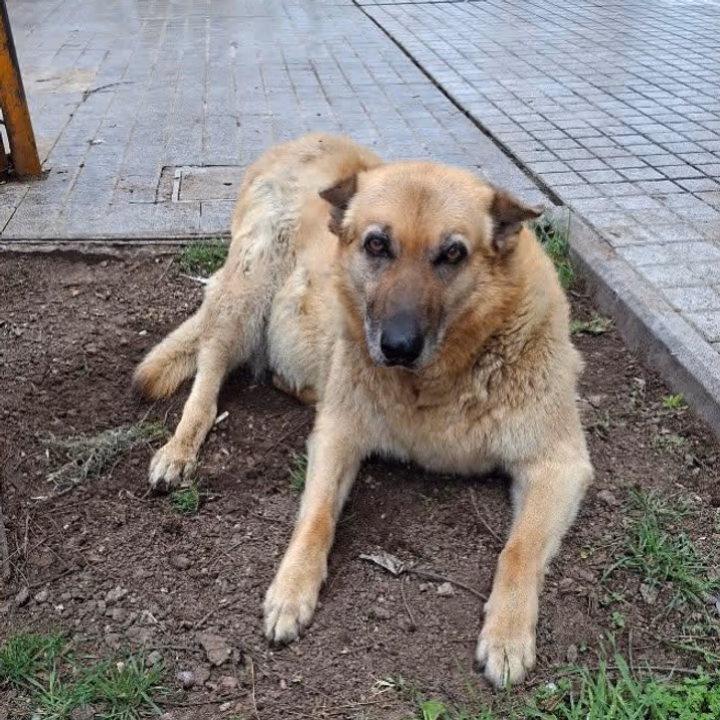 Dolor en el centro de la ciudad por la muerte de Rubio, el perro que se ganó el cariño de los vecinos
