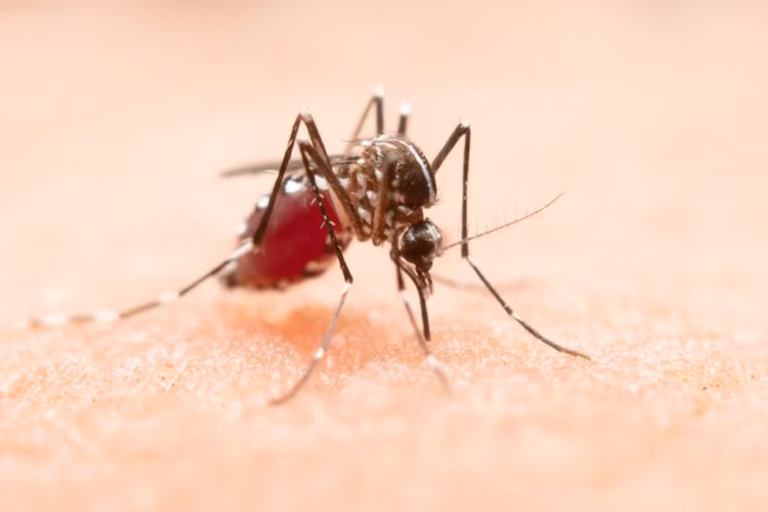 Florida atraviesa el mayor brote de dengue local en décadas