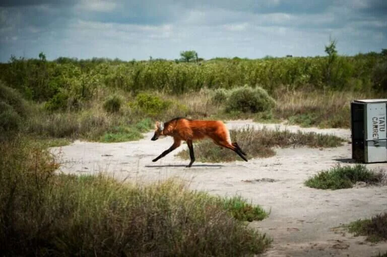 Liberaron en el Parque Nacional Ansenuza a un aguará guazú rescatado en Villa Santa Rosa