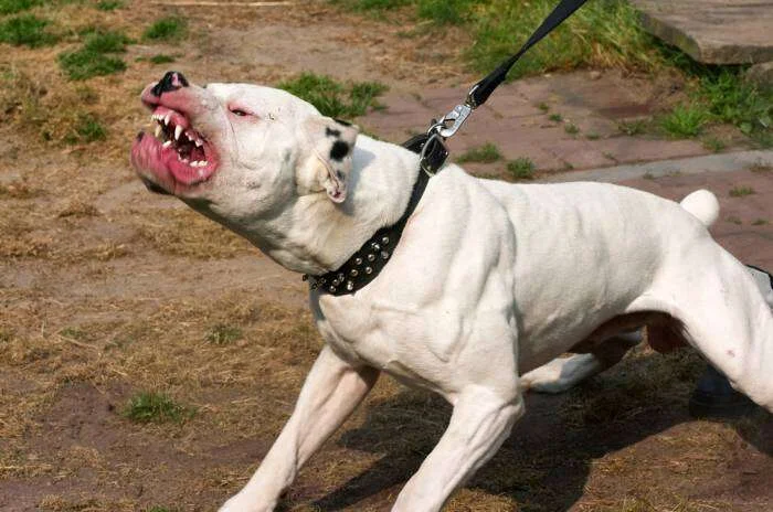 Una niña de dos años sufrió perforación de cráneo tras ser atacada por un pitbull